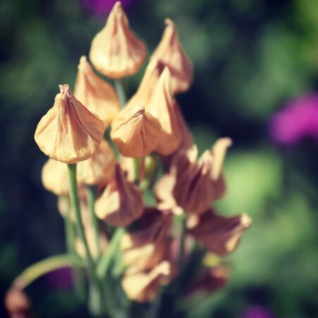 Summer flora and faunaの写真素材