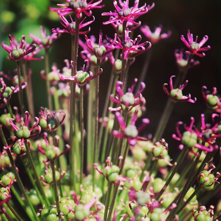 summer flora and faunaの写真素材