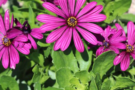 Summer flora and faunaの写真素材