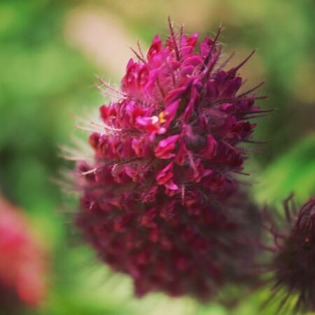 Summer flora and faunaの写真素材