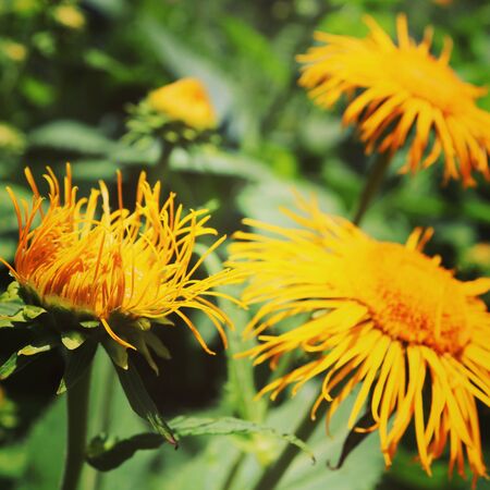 Summer flora and faunaの写真素材