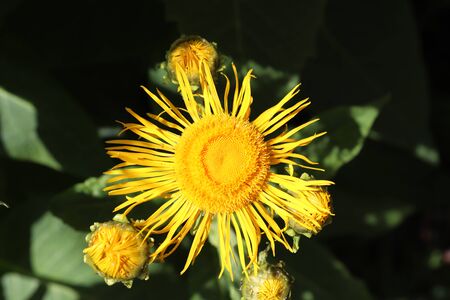 Summer flora and faunaの写真素材