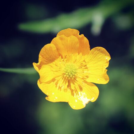 Summer flora and faunaの写真素材