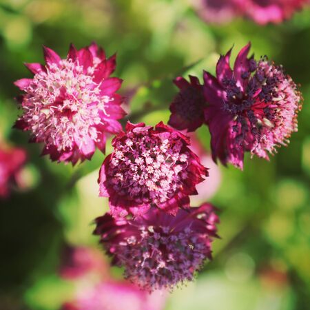 Summer flora and faunaの写真素材