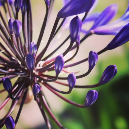 Summer flora and faunaの写真素材