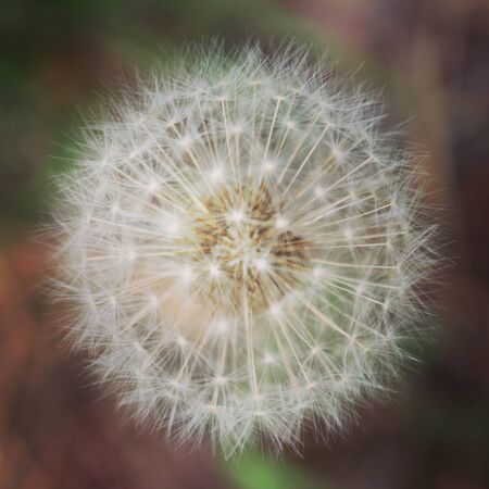 Summer flora and faunaの写真素材