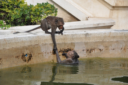 monkey help monkeyの写真素材