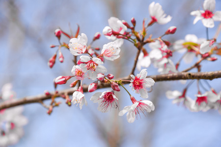 Flowers of the cherry blossoms on a spring day, Pink sakura flower, Himalayan cherry blossom, soft...