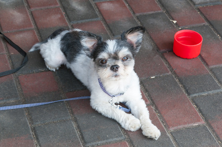 Japanese Dog