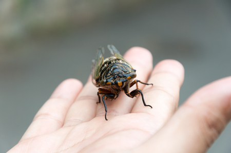 cicada perching on human hand, selective focus, abstract blur background, shallow depth of fieldの写真素材