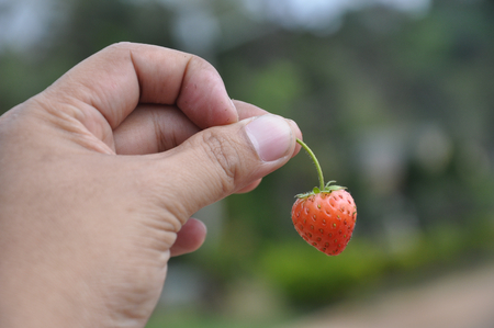 hand picking fresh strawberryの写真素材