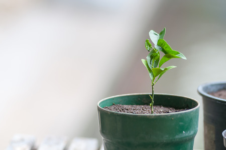 Closeup of Sapling lemon in the potの写真素材