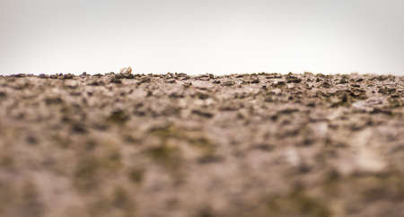 Bark of a tree simulating a lunar landscapeの写真素材