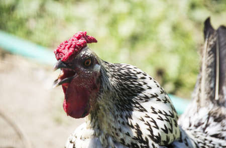 Closeup of a rooster threatening