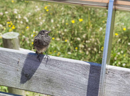 Bird on a park benchの写真素材