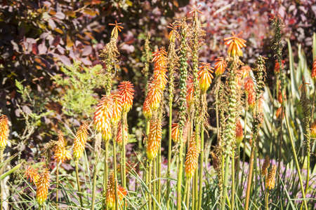 Flower species growing in summerの写真素材