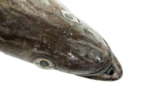 Closeup of a hake on white backgroundの写真素材
