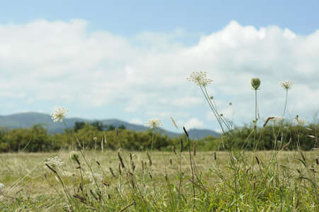 Plants against a sky with white cloudsの写真素材