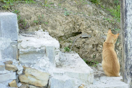 Cat back on the rung of a ladderの写真素材