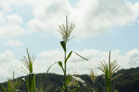 Three plants in a garden with a background of white cloudsの写真素材