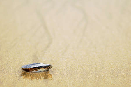 Mussel shell left by the tideの写真素材
