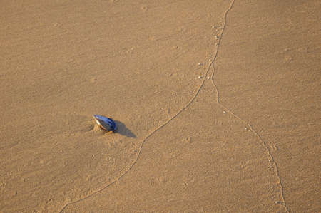 Mussel shell on the beachの写真素材