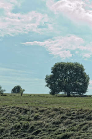Green tree in the middle of the meadowの写真素材