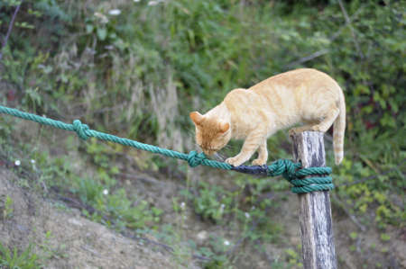 Cat balancing on a tightropeの写真素材