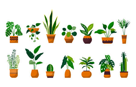 Houseplant Green Decorative Plant Garden Botanical Vector Setのイラスト素材