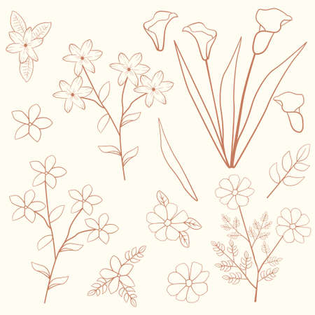 Jasmine Cosmos Daisy Arum Lily Flower Floral Leaf Outline Decoration Elementのイラスト素材