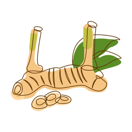 Galangal Spice Condiment Aromatic Herbal in Line Art Styleのイラスト素材