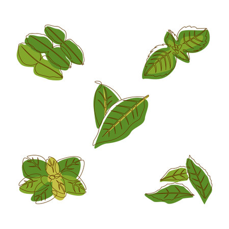 Bay Curry Lime Basil Oregano Leaves Aromatic Herbal in Line Art Styleのイラスト素材