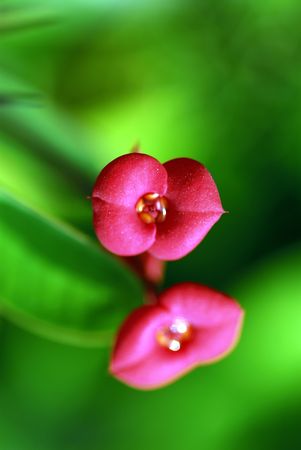 flowersの写真素材