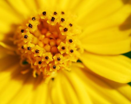 flowersの写真素材