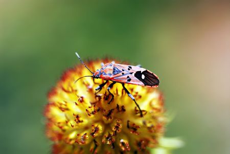 flowersの写真素材