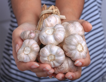 garlicの写真素材