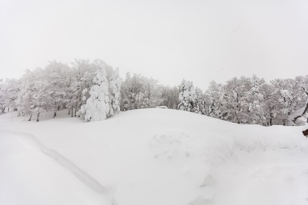 Trees with snow in winterの写真素材