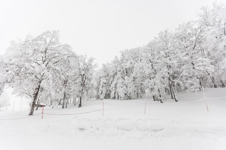 Trees with snow in winter