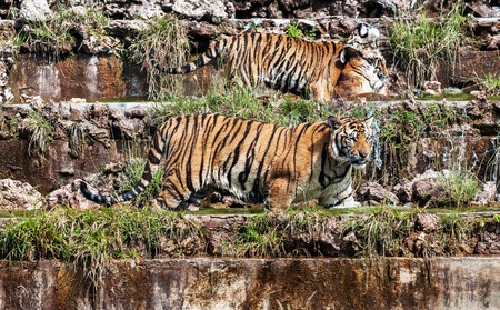Tiger in the tiger temple thailandの写真素材