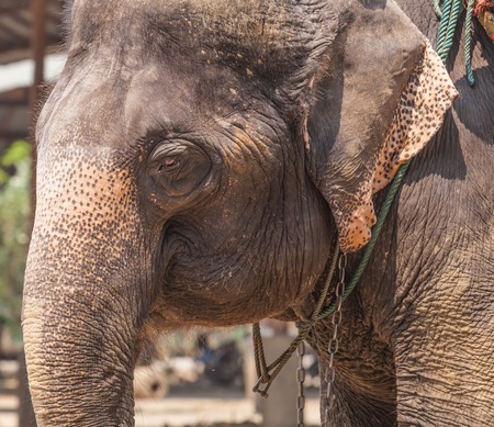 Asian Elephant head close upの写真素材