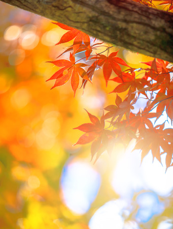 Autumn maple leaves backgroundの写真素材
