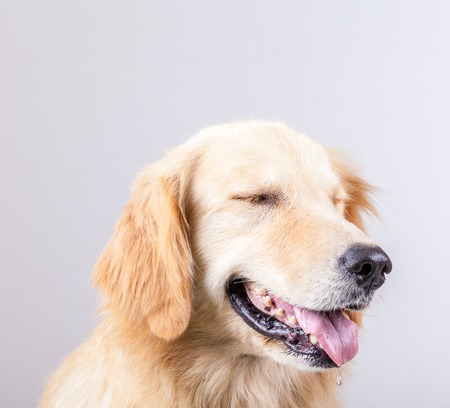 golden retriever dog with white backgroundの写真素材