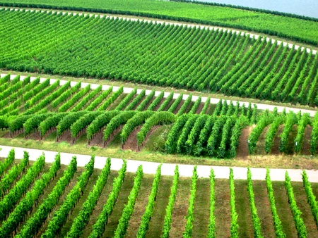 Rows of vine by the Rhineの写真素材