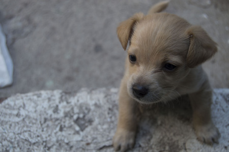 cute labrador retriever puppy