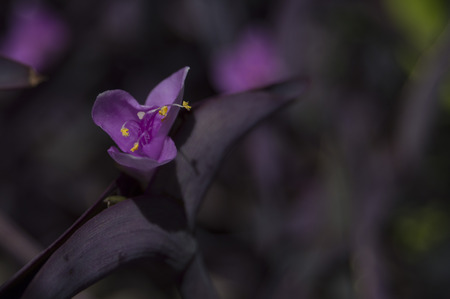 purple flowerの写真素材