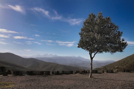A lone olive tree overlooks the mountains of northern Corsica from Bocca di Vezzu in the Nebbiu region Corsicaの写真素材