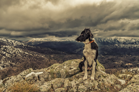 A border collie dog is sitting on a rocky outcrop with snow covered mountains in the distanceの写真素材