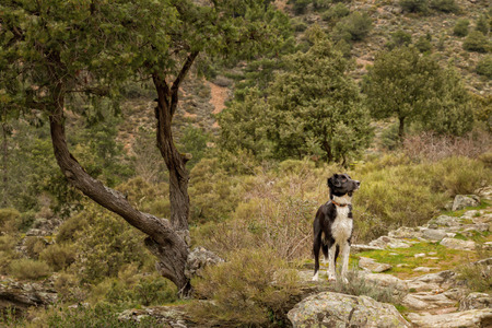Border Collie dog standing on rocky path under a twisted old treeの写真素材