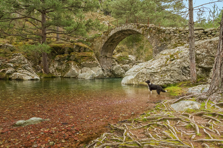 A Border Collie dog paddles in the clear mountain waters of the Tartagine river in front of an ancient Genoese bridgeの写真素材