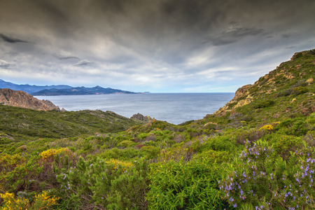 The colourful spring flowers of the maquis in the Desert des Agriates near Ostriconi in northern Corsica with Ile Rousseの写真素材